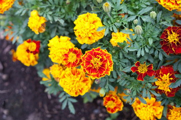 orange marigold flowers on the background of the earth, top view, diagonal