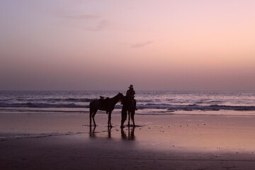 horse on the beach in the sunset