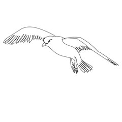 seagull flies, sketch, outline, vector, isolated