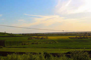 afternoon in the vinery
