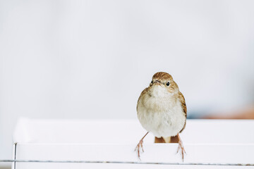 Petit oiseau aux plumes brunes et beige avec arrière plan clair