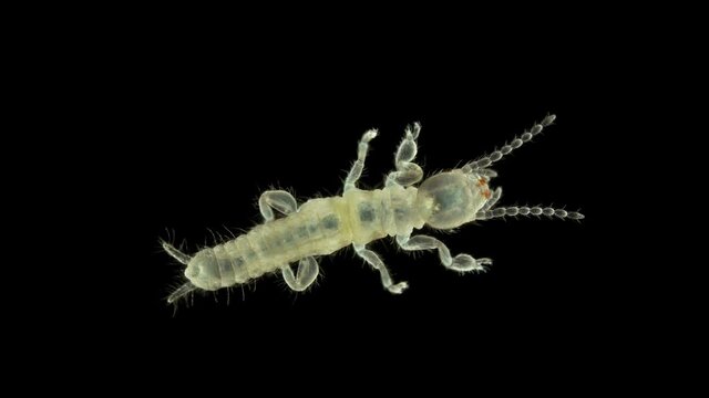 Newly born relic insect nymph Embia savignyi under a microscope. Of the family Embiidae, feed on decaying plant remains, build silk passages along which they move