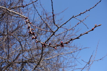 Crooked branches of apricot tree with closed flower buds against blue sky in March