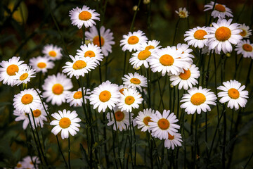 Fototapeta premium daisies in a garden