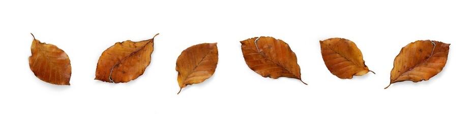 A collection of dried, dry autumn beech tree leaves isolated on a white background. High Resolution.