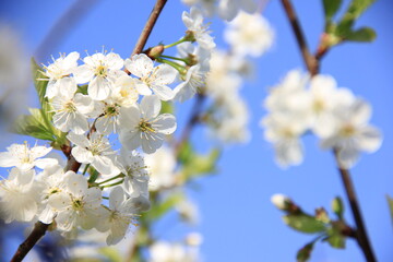 white flowers of a blooming cherry tree, spring