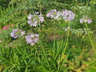 Shooting purple flowers in the garden