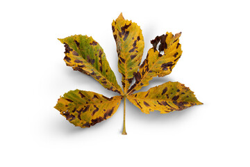 An autumn Horse Chestnut tree leaf isolated against a white background.