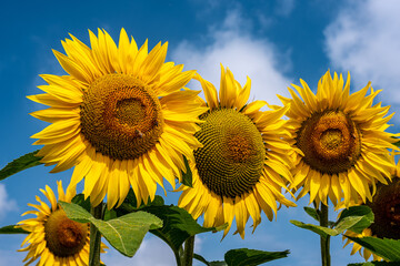 Girasoli