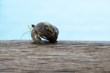Hermit crab walking on old wood. (lat. Paguroidea)