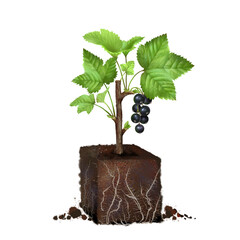 currant seedling, a young seedling in a fertile soil with roots, a clod of earth and a sprout of black currant, a growing concept. eco-soil substrate, hand-drawn, isolated on a white background