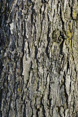 Fototapeta premium Silver maple