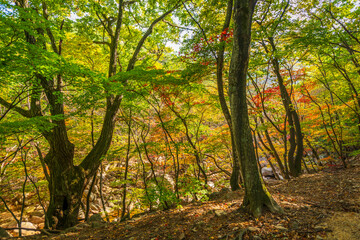 Obraz premium Seoraksan National Park in Autumn, Gangwon, South Korea