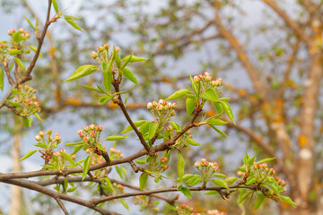 Spring garden in the evening. Pear buds on a tree in the garden