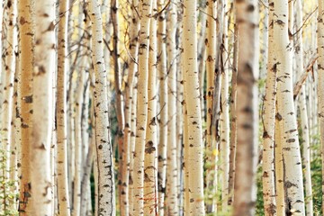 Birch tree closeup