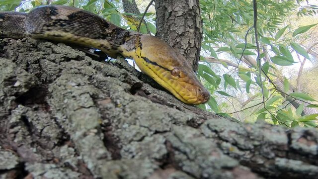 A large snake in a tree is motionless, waiting for its prey. The python went hunting