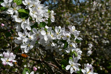 A branch of a blooming apple tree on a blurry background of white flowers and green leaves