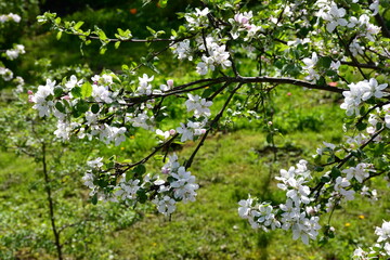 Fototapeta na wymiar A branch of a blooming apple tree on a blurry background of white flowers and green leaves