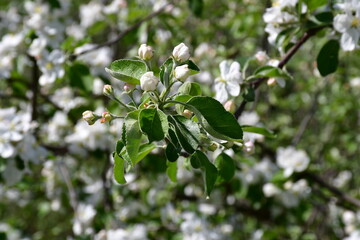 A branch with apple buds and leaves on a blurry background of white flowers and green leaves