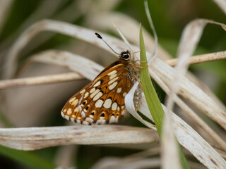 Duke of Burgundy Butterfly Resting in a Meadow