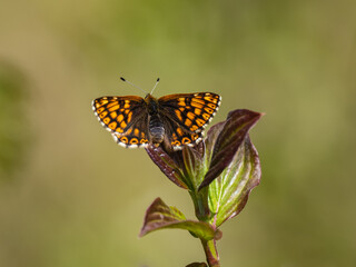 Duke of Burgundy Butterfly Resting