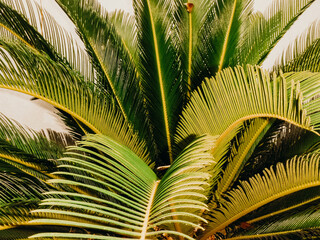 Green palm leaves with yellow highlights