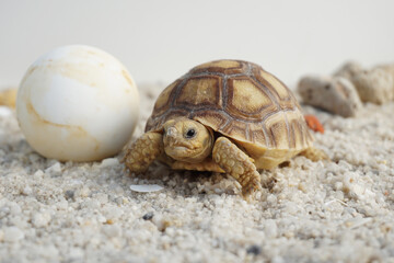 Africa spurred tortoise being born, Tortoise Hatching from Egg, Cute portrait of baby tortoise hatching, Birth of new life,Natural Habitat