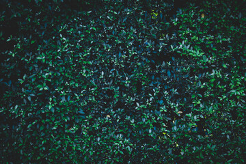 Natural dark green leaf wall texture for backdrop design and eco wall, green nature plants background.