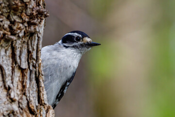 Close up portrait of a Downy woodpecker (Dryobates pubescens) perched on a tree trunk during spring. Selective focus, background blur and foreground blur.  
