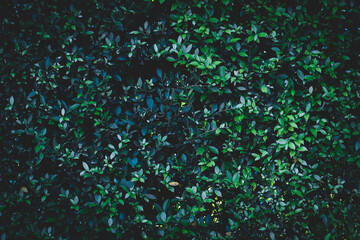 Natural dark green leaf wall texture for backdrop design and eco wall, green nature plants...