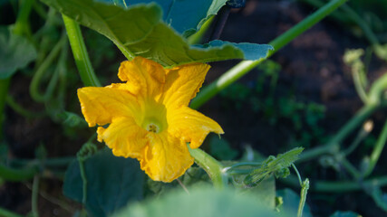 Large yellow flower vegetable pumpkin in the garden in summer on the garden bed close up