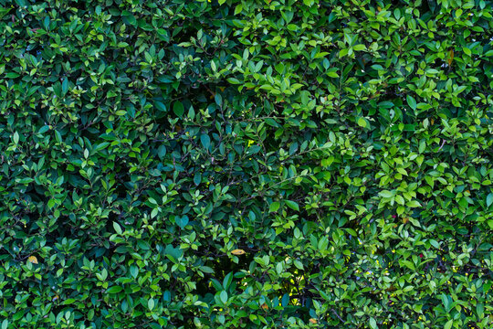 Natural green leaf wall texture for backdrop design and eco wall, green nature plants background.