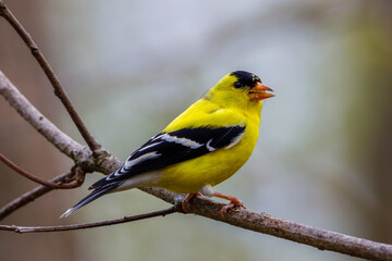Close up of an American goldfinch (Spinus tristis) perched on a tree limb during spring. Selective focus, background blur and foreground blur.
