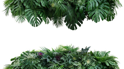 Green leaves nature frame backdrop of tropical plants bush (Monstera, palm, philodendrons, fern and cabbage) lush foliage floral arrangement on white background with clipping path.
