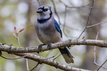 Close up of a Blue jay (Cyanocitta cristata) perched in a tree during spring. Selective focus, background blur and foreground blur.
