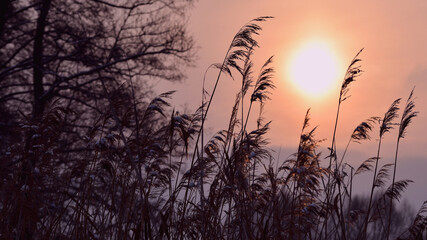 Fototapeta premium Autumn landscape lump at sunset. winter background, dry grass Phragmites, in the rays of the evening sun. on the river bank. Setting sun touches the horizon behind a group of lakeshore reeds.