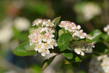 Chokeberries flowers, aronia blooming, bokeh background, closeup.