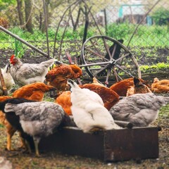  Lots of orange, white and gray chickens with a rooster in the yard of a small farm while feeding. Blurred background. Concept: feeding domestic animals