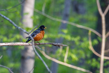 American robin (Turdus migratorius) perched on a tree limb during spring. 
