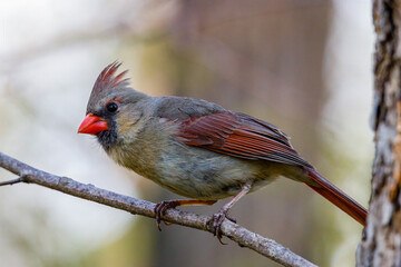 Female Northern cardinal (Cardinalis cardinalis) perched on a tree limb during spring. Selective focus, background blur and foreground blur.
