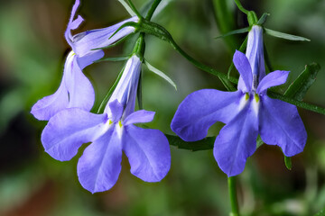 Small flowers lobelia erinus