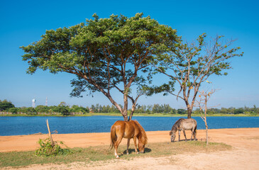 Naturally raised horses on the shores of Nong Han Lake in Sakon Nakhon Province, Thailand.,...