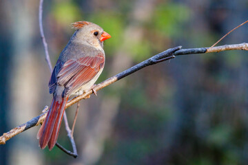 Female Northern cardinal (Cardinalis cardinalis) perched on a tree limb during spring. Selective focus, background blur and foreground blur.
