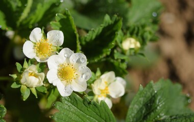 Blooming strawberries, strawbery flowers on morning dew closeup