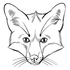 Hand drawn black and white vector portrait of fox  isolated on white background. Stock illustration of forest animal in sketch style for coloring pages.