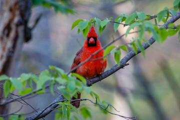 Northern cardinal (Cardinalis cardinalis) perched on a tree branch during spring. Selective focus, background blur and foreground blur.

