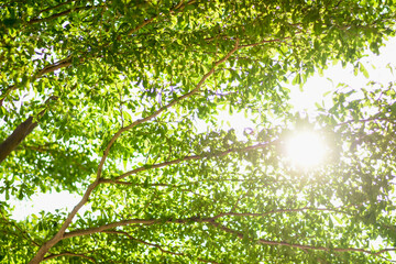 Obraz premium Green leaf bokeh pattern background for design