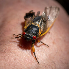 A large 17-year Brood X cicada with striking red eyes and clear fragile wings clings to a human arm.