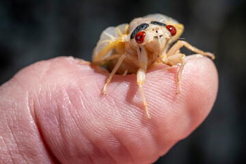 A newly molted 17-year cicada perched on a human thumb.