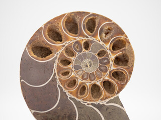 Ammonite closeup